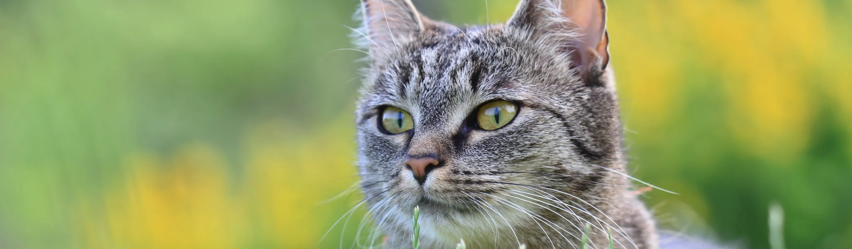 cat sitting in a field with flowers